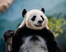 Apakah Semua Panda Milik China